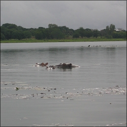 Hippopotames