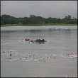 Hippopotames