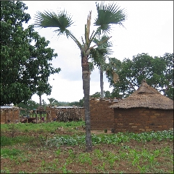 Village